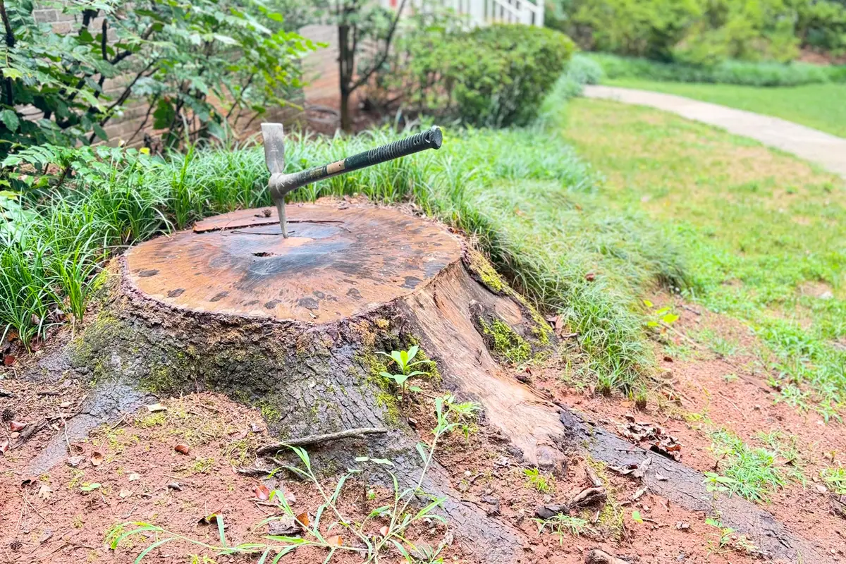 Stump Grinding vs. Stump Removal: Which One Do You Actually Need?