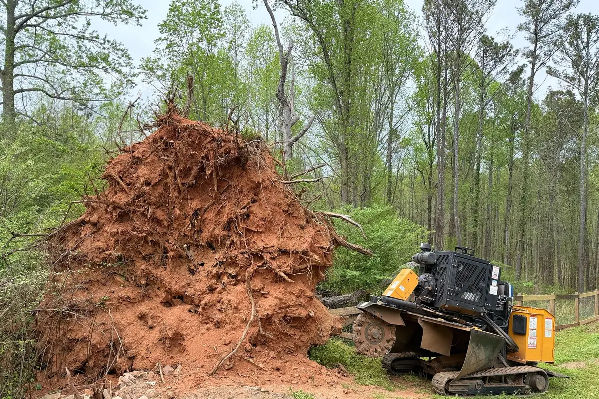What to Do With the Hole After the Stump Is Ground
