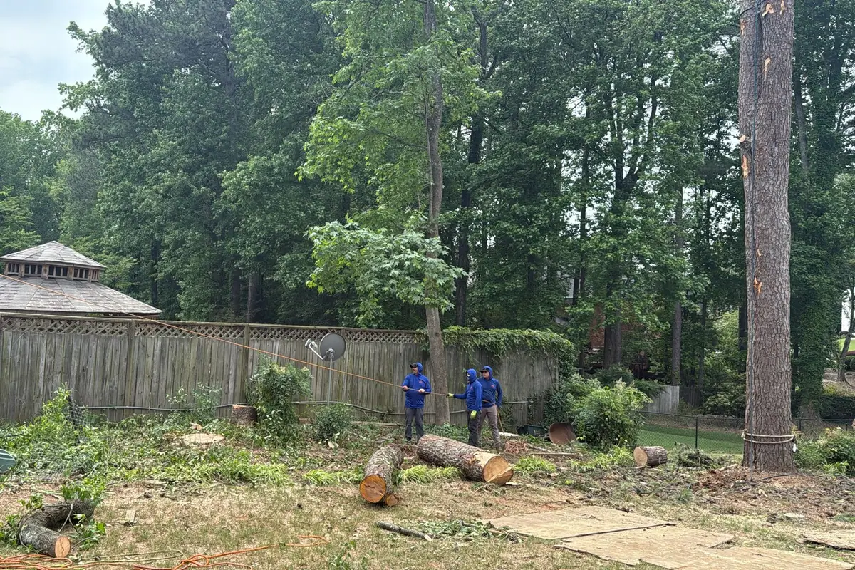 Tree Service